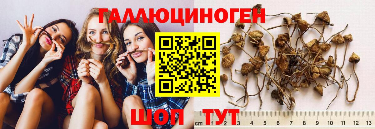 Псилоцибиновые грибы прущие грибы  купить наркотик  Ачхой-Мартан  Вход с VPN 